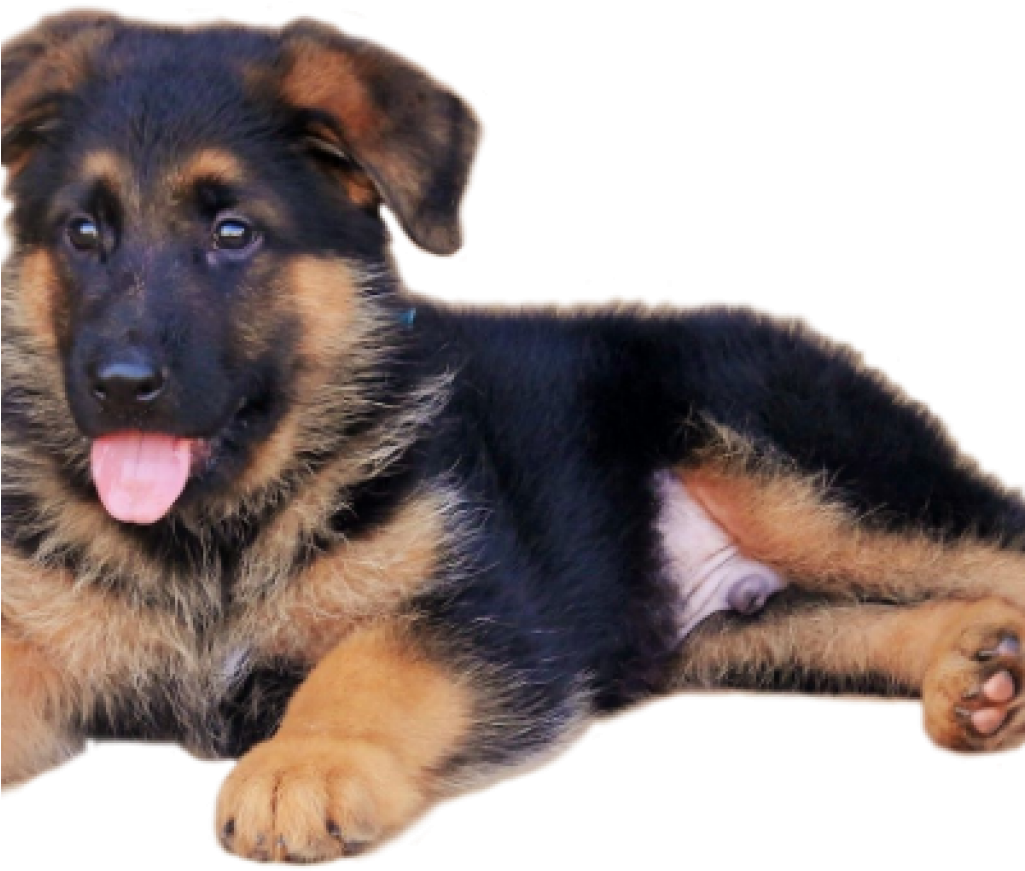 可愛德國牧羊犬幼犬 壁紙 — 一隻開心嘅德國牧羊犬BB，有黑色同啡色毛，喺黑色背景上伸脷喘氣躺臥。