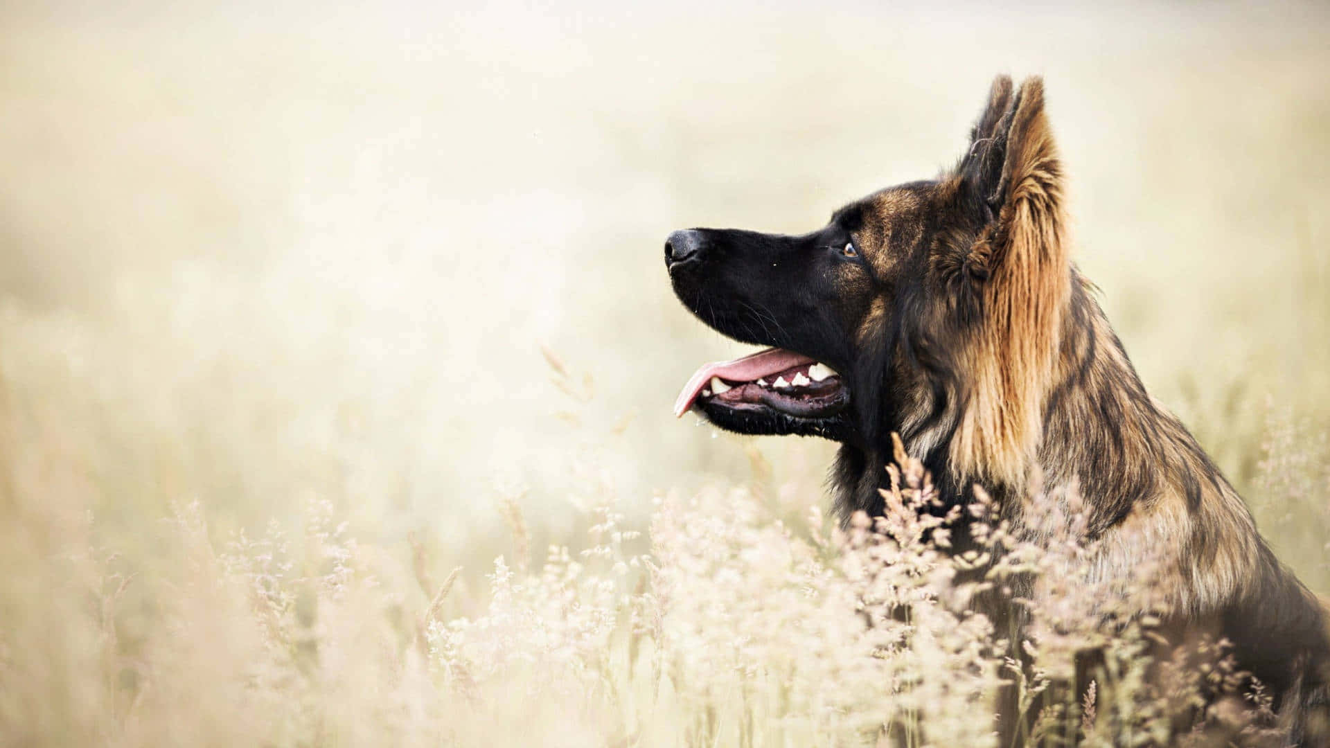 德國牧羊犬坐在高高的金色草地上