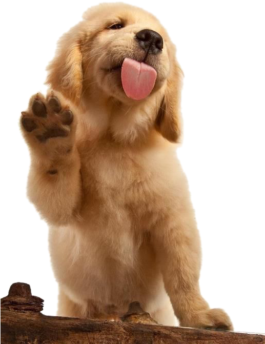 可愛拉布拉多幼犬揮手 壁紙 — 一隻金毛尋回犬幼犬站在木頭上，抬起爪子並伸出舌頭，做出愉快的問候。