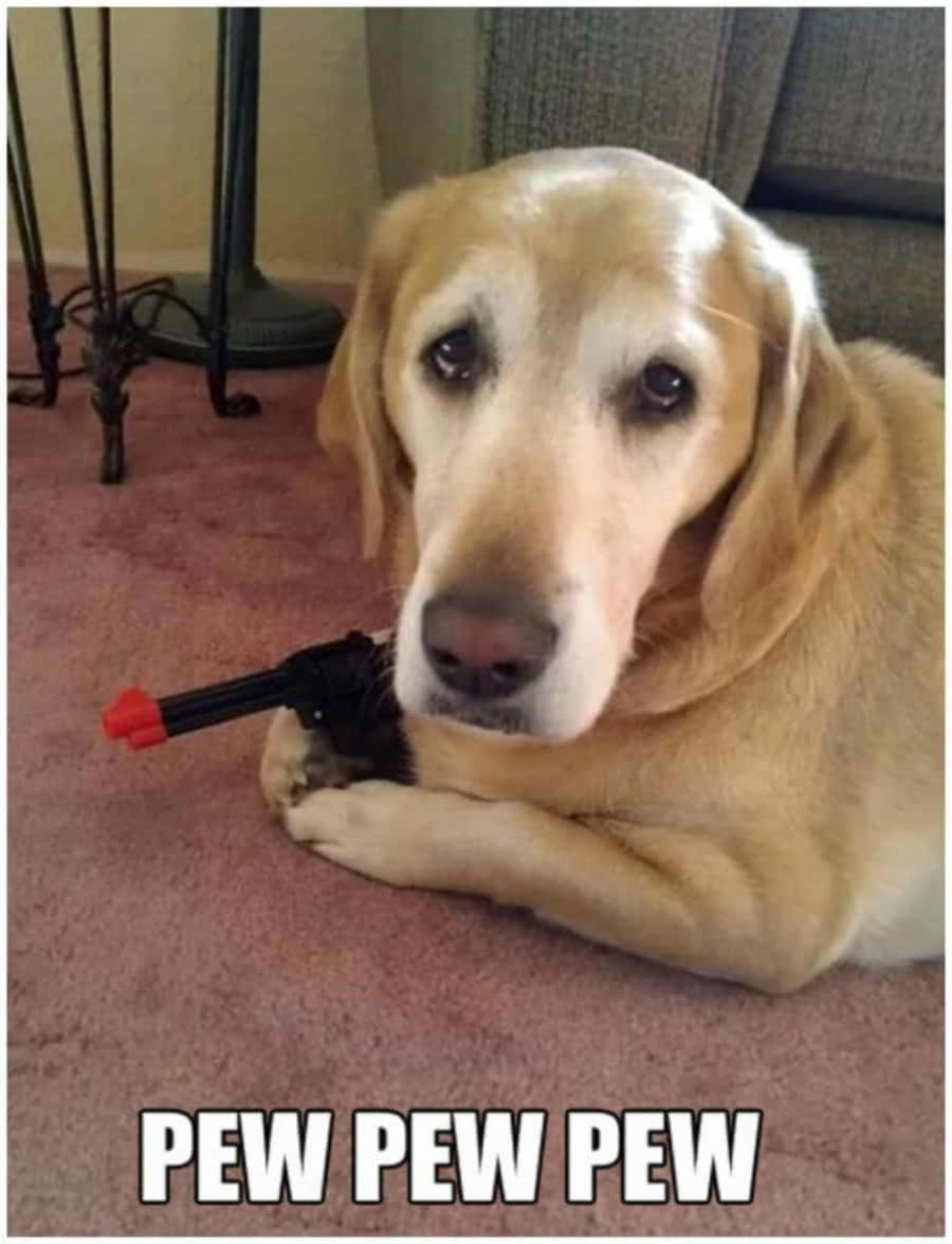 金毛尋回犬手持寫有「PEW PEW PEW」文字的玩具槍。