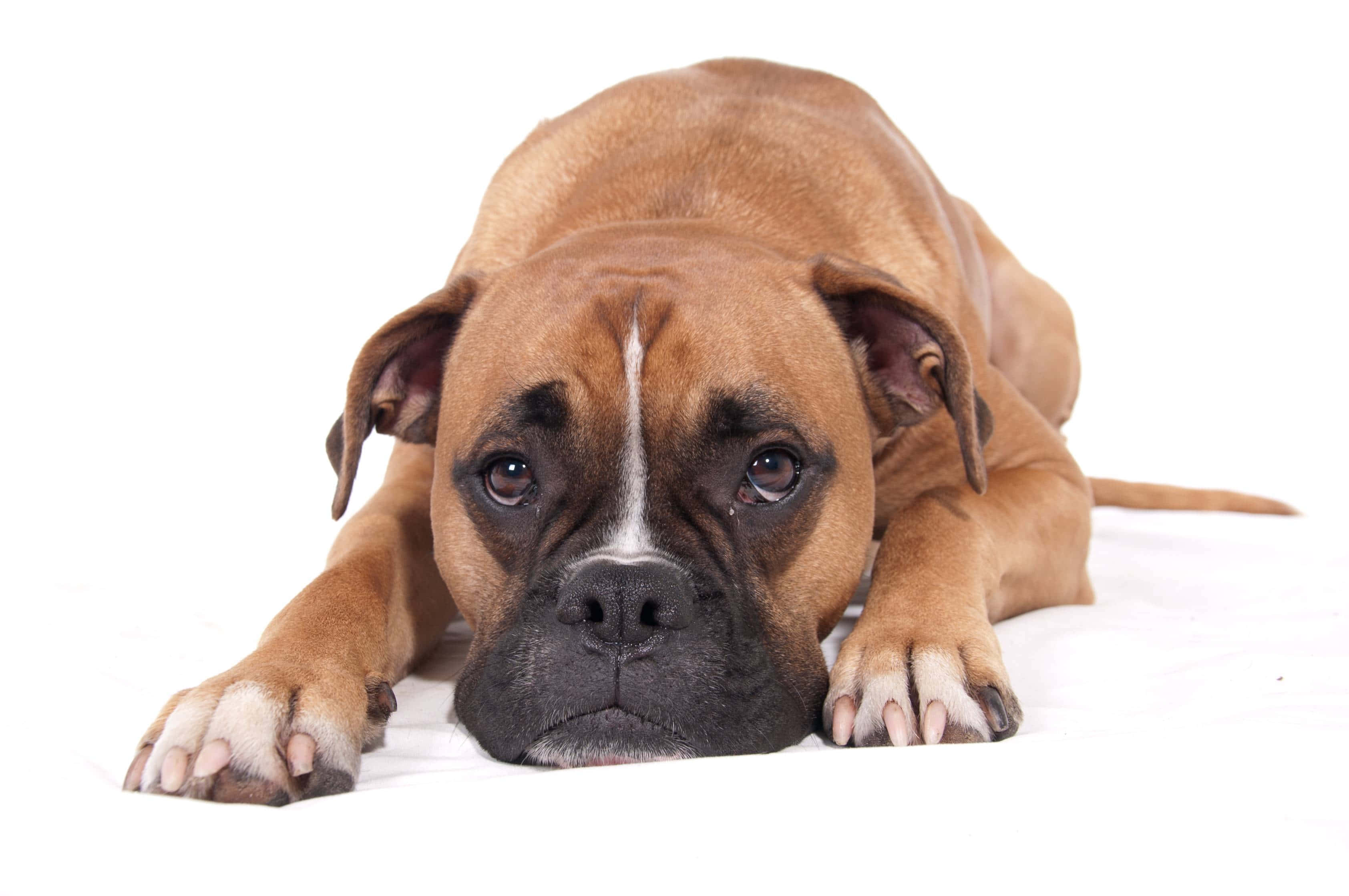 可愛拳師犬悠閒躺在綠茵草地上 壁紙 — 一隻帶有白色條紋的棕色拳師犬躺在白色背景上，用充滿靈魂的眼睛直視鏡頭。