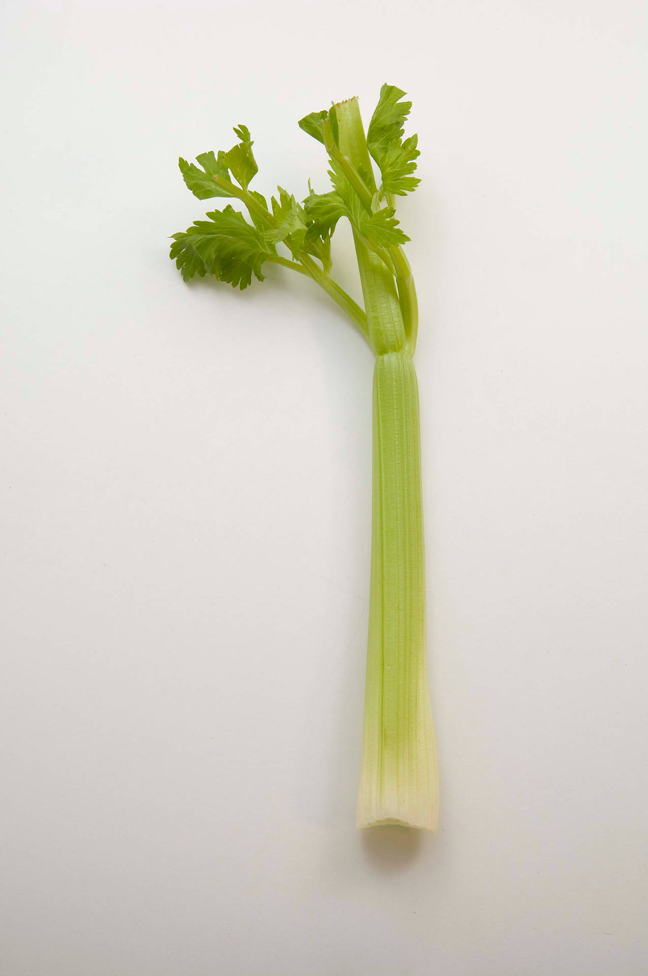 新鮮芹菜莖配綠葉，白色背景
