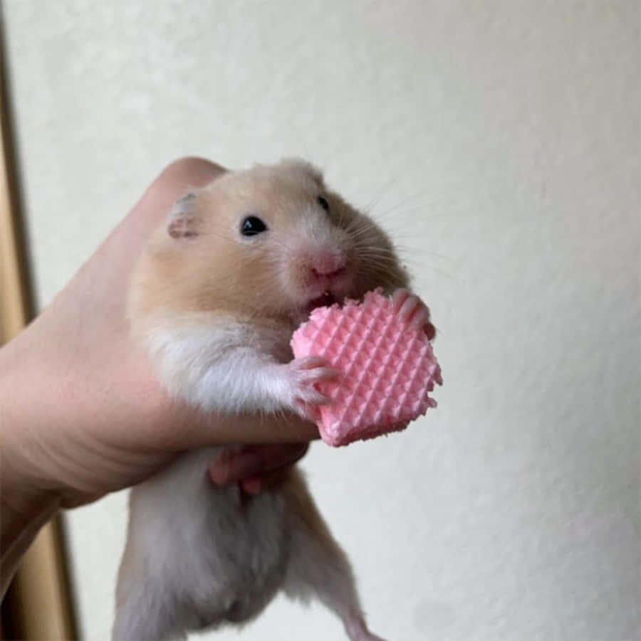 一隻小倉鼠被捧著，正在吃粉紅色心形零食。