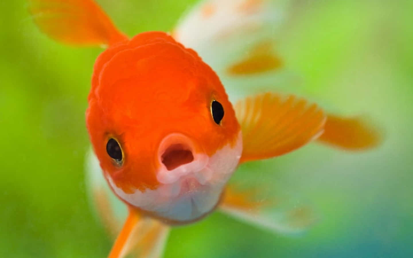 可愛搞笑的金魚圖 壁紙 — 一顆明亮橙色金魚的近距離特寫，圓臉張嘴，在柔和的綠色背景下向觀看者游來。