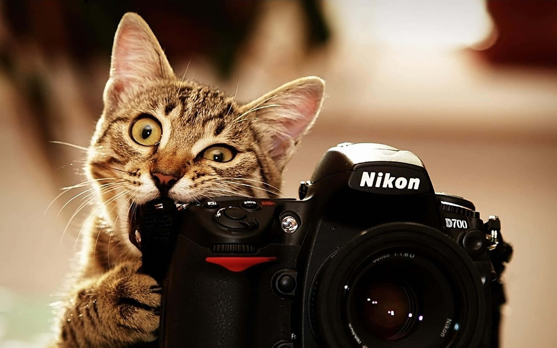 虎斑貓頑皮地咬著 Nikon D700 相機背帶。