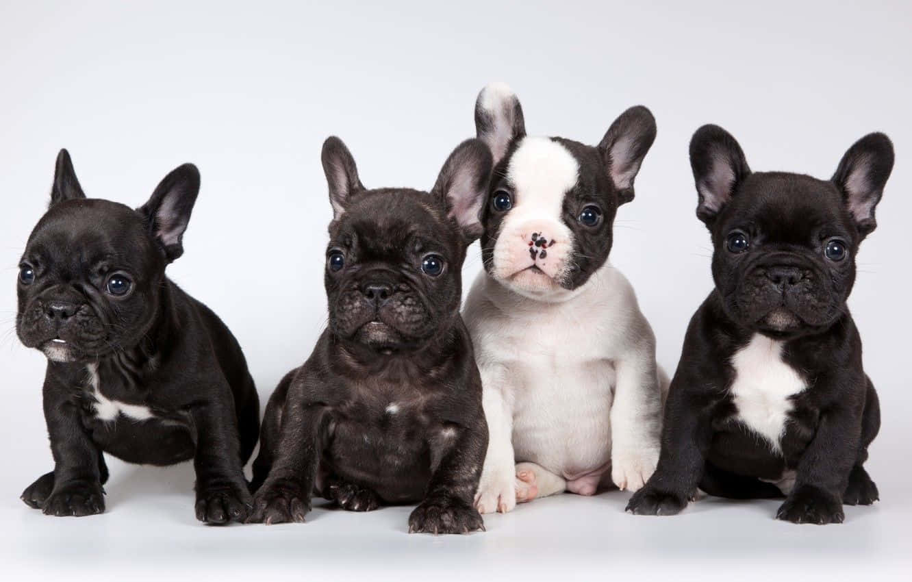 可愛攝影棚鬥牛犬幼犬圖 壁紙 — 四隻可愛的法國鬥牛犬幼犬，有著大大的藍色眼睛，排成一排坐在純白色背景前。