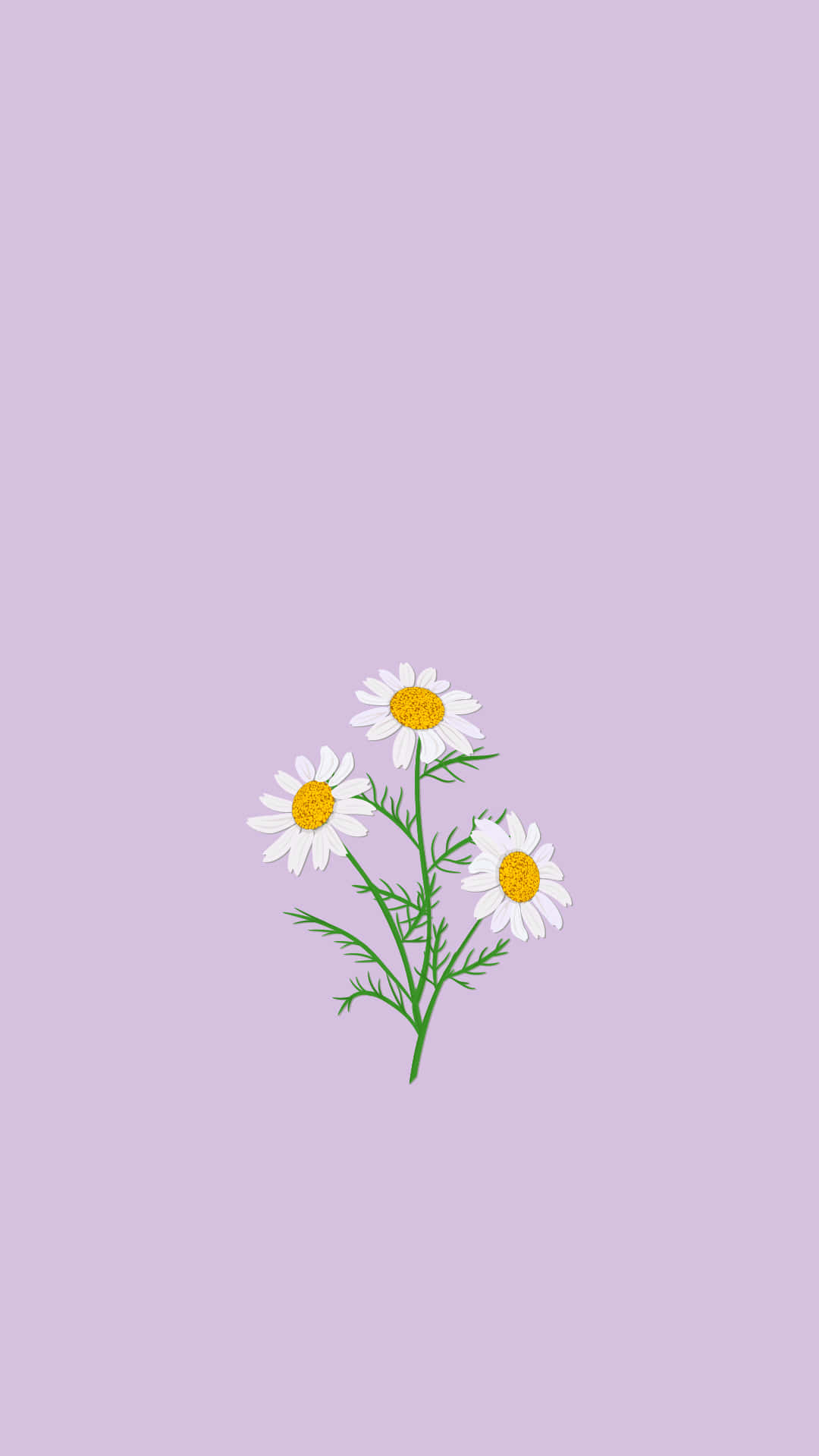 三朵黃色花心雛菊，綠色莖，薰衣草背景