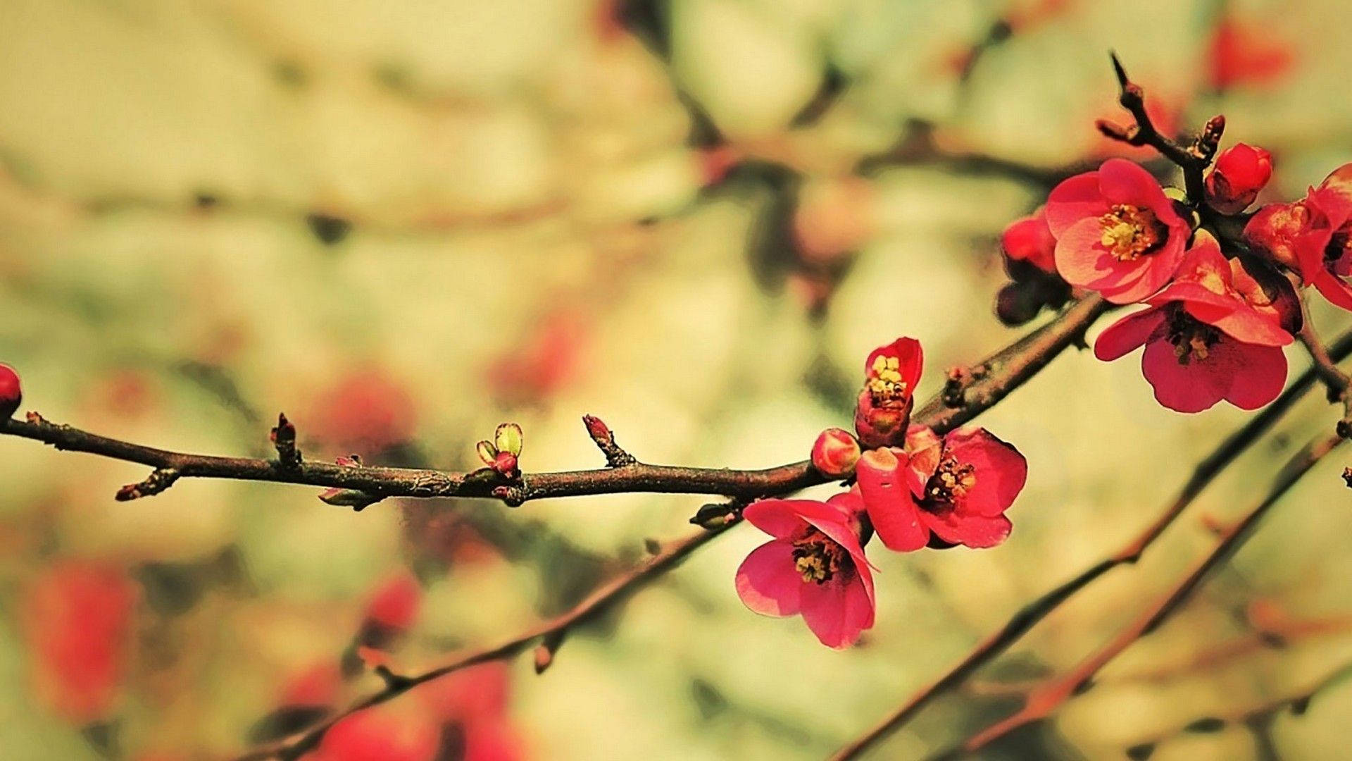粉紅色花朵在樹枝上盛開，背景柔和模糊。