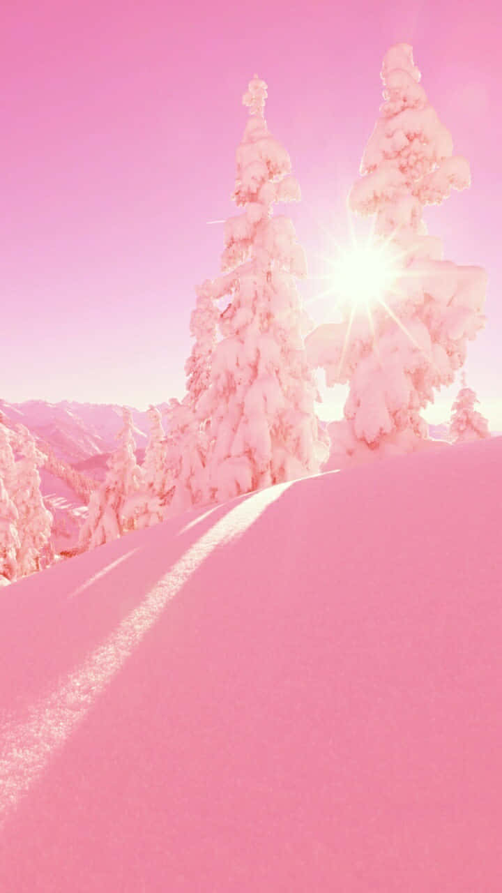 山坡上沐浴在陽光中的粉紅色雪松。