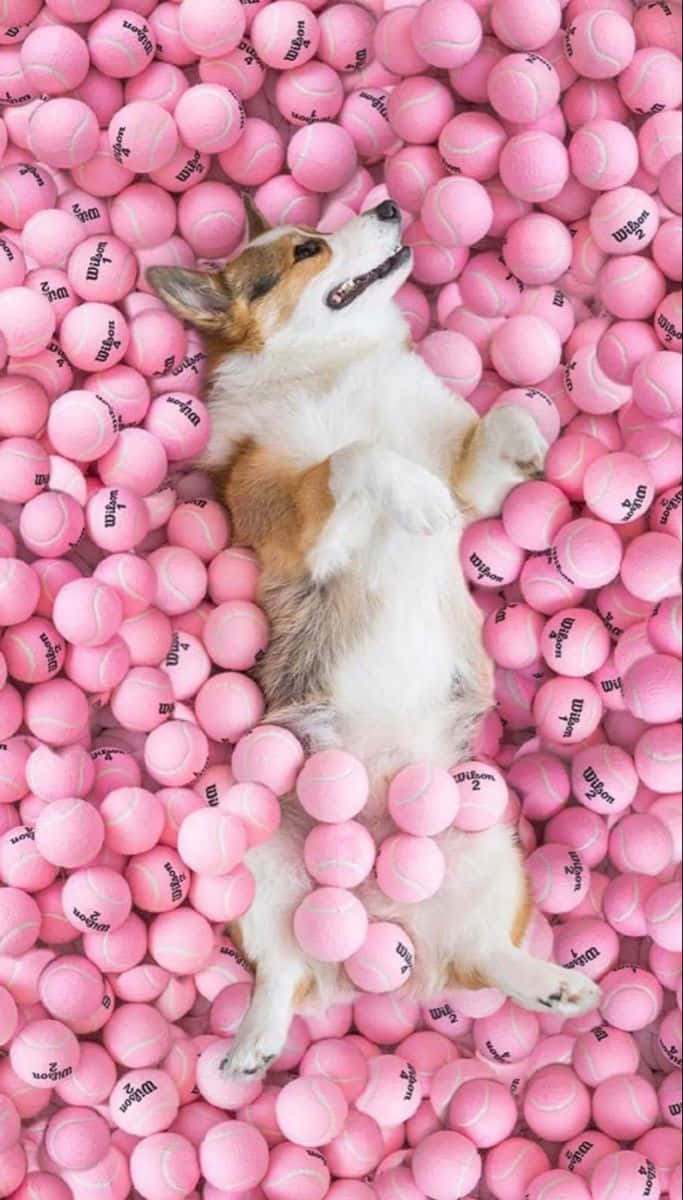 可愛有美感的狗狗正在木桌上打盹 壁紙 — 一隻快樂的哥基犬在充滿無數粉紅色網球的波波池中仰臥。