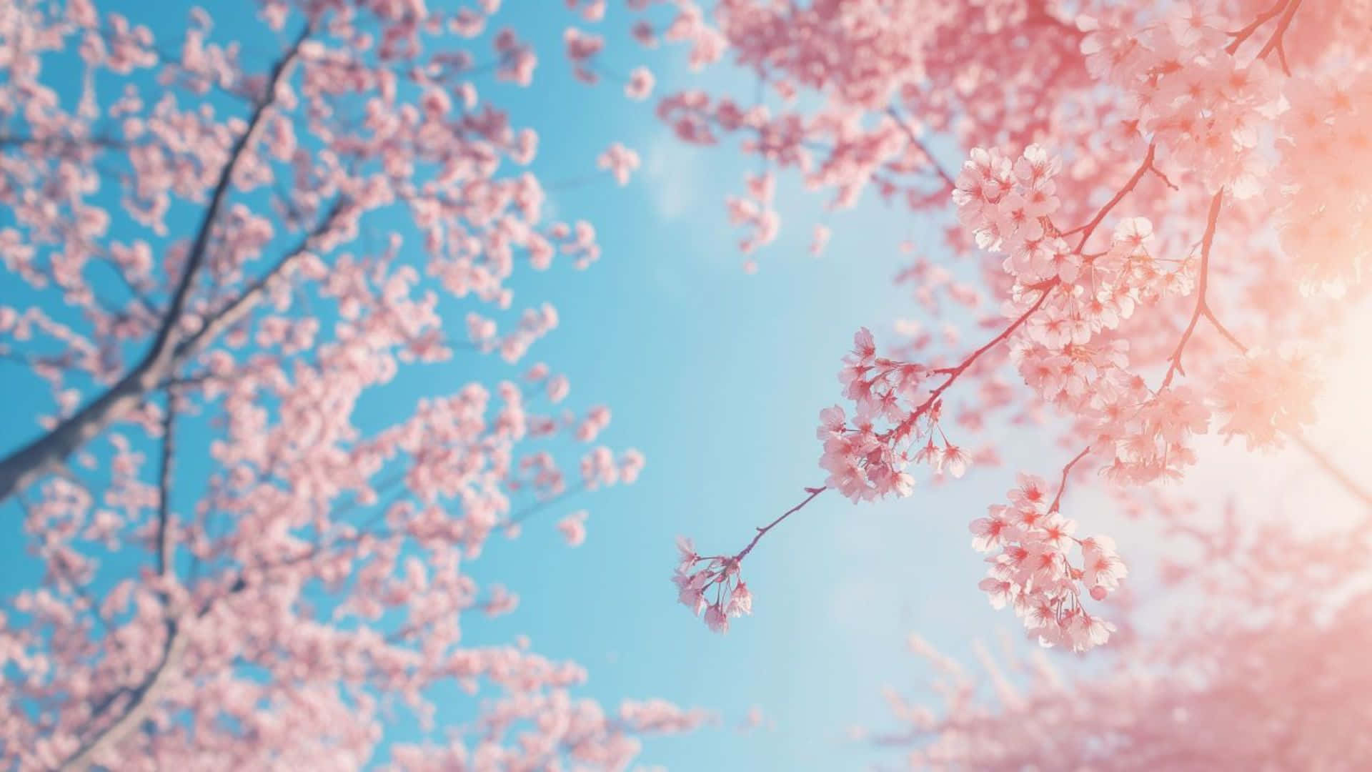 可愛柔粉櫻花 壁紙 — 粉紅色的櫻花在清澈的藍天下盛開，柔和的陽光穿過精緻的花瓣。