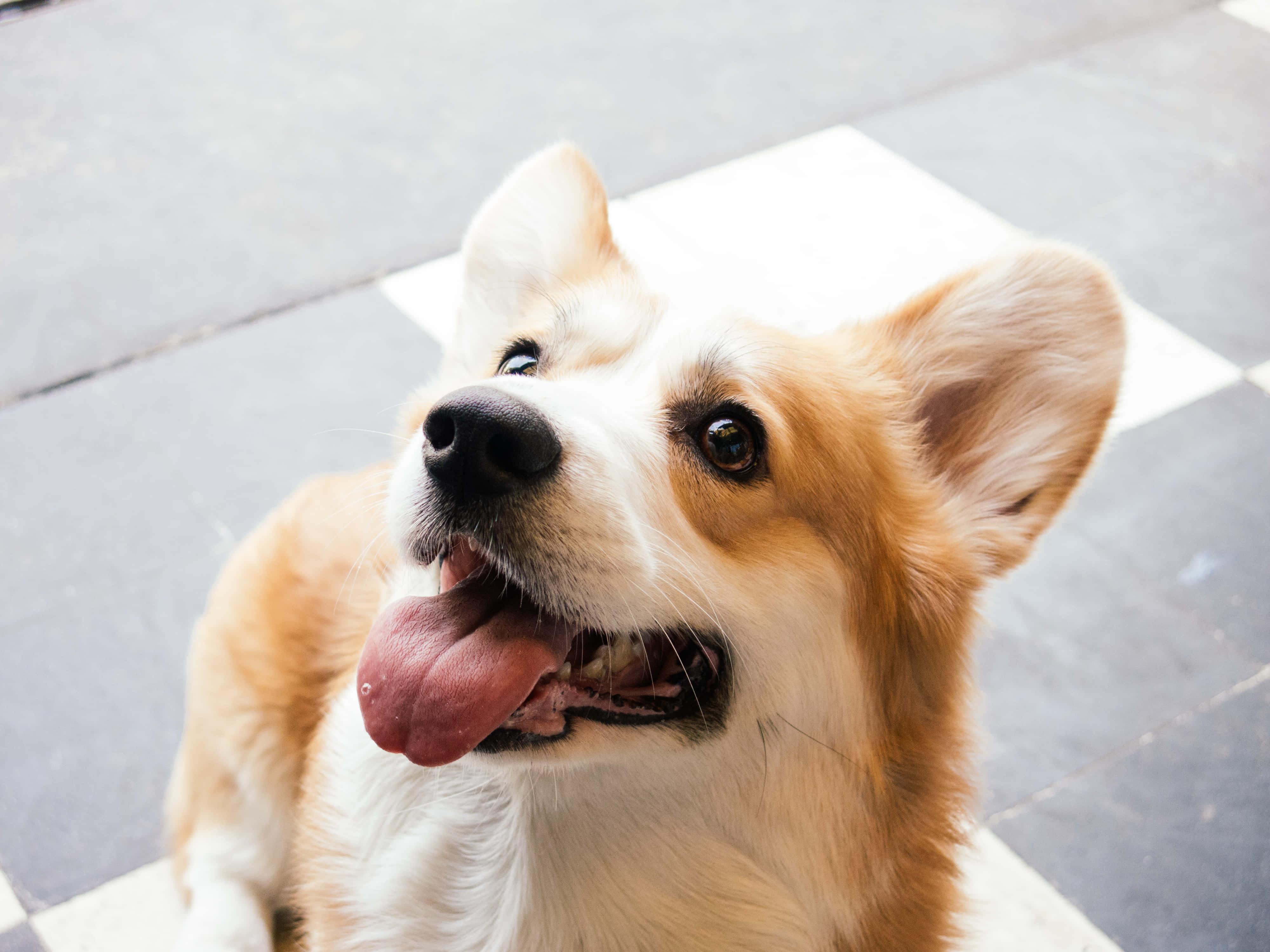 可愛柯基仰望主人 壁紙 — 一隻快樂的哥基犬豎起耳朵伸出舌頭，在格仔行人路上開心地向上望。