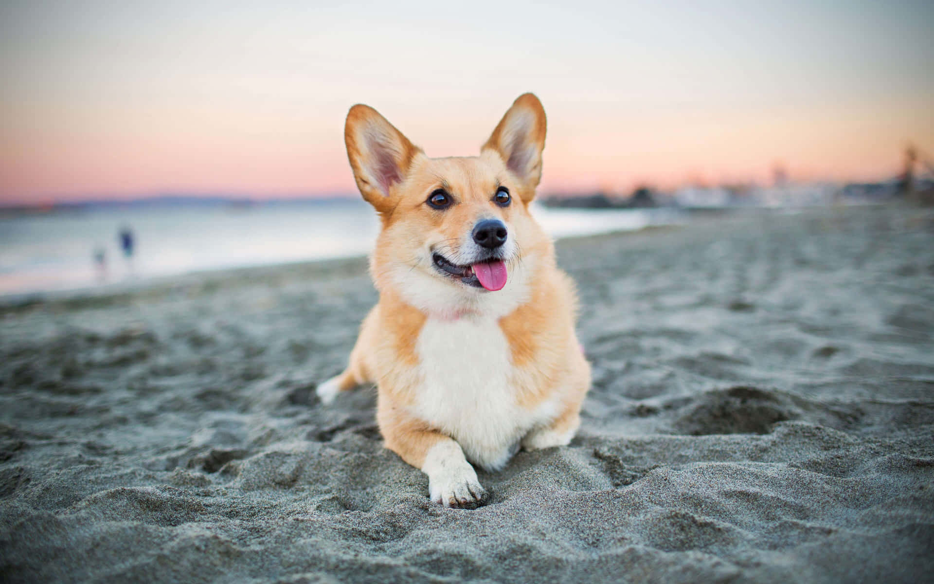 一隻微笑的哥基犬坐在日落時分的沙灘上。