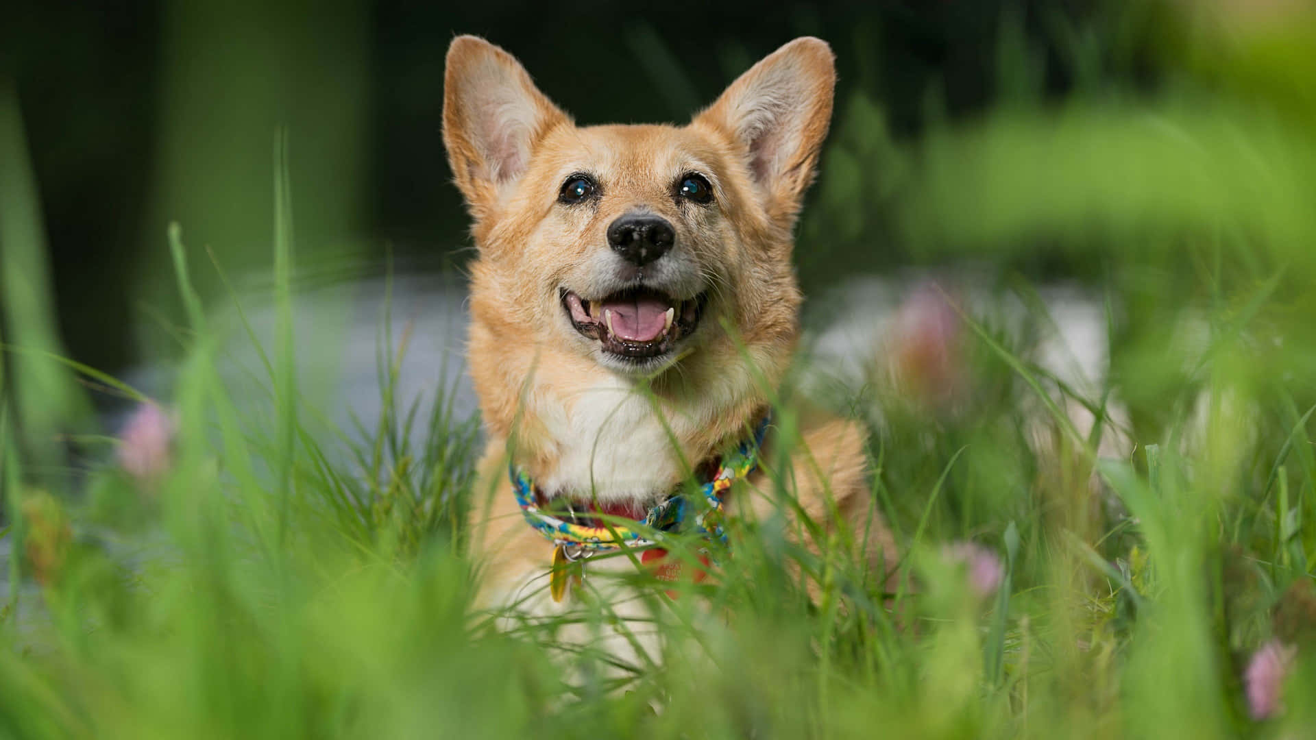 一隻快樂的黃褐色柯基犬，豎起耳朵，戴著彩色項圈，坐在綠草中。
