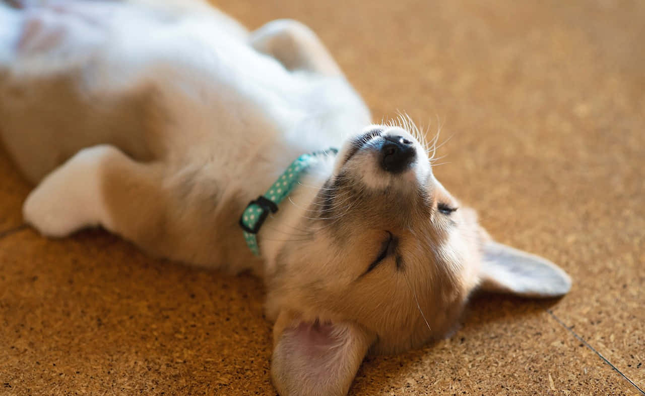 可愛柯基幼犬如人般睡姿 壁紙 — 一隻毛茸茸的哥基幼犬躺在軟木地板上，閉著眼睛，享受著幸福的放鬆，戴著綠色圓點頸圈。