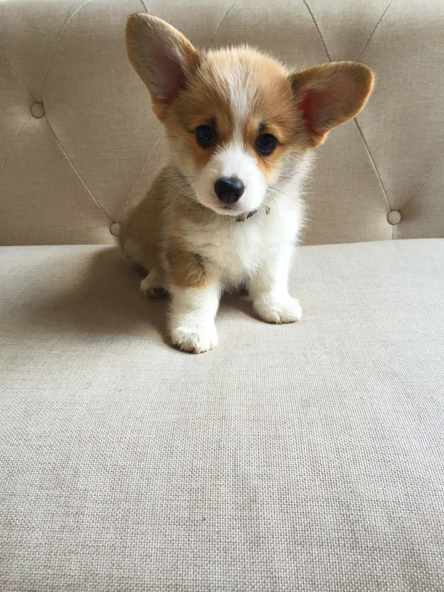 一隻細小的哥基幼犬坐在米色沙發上向前看。