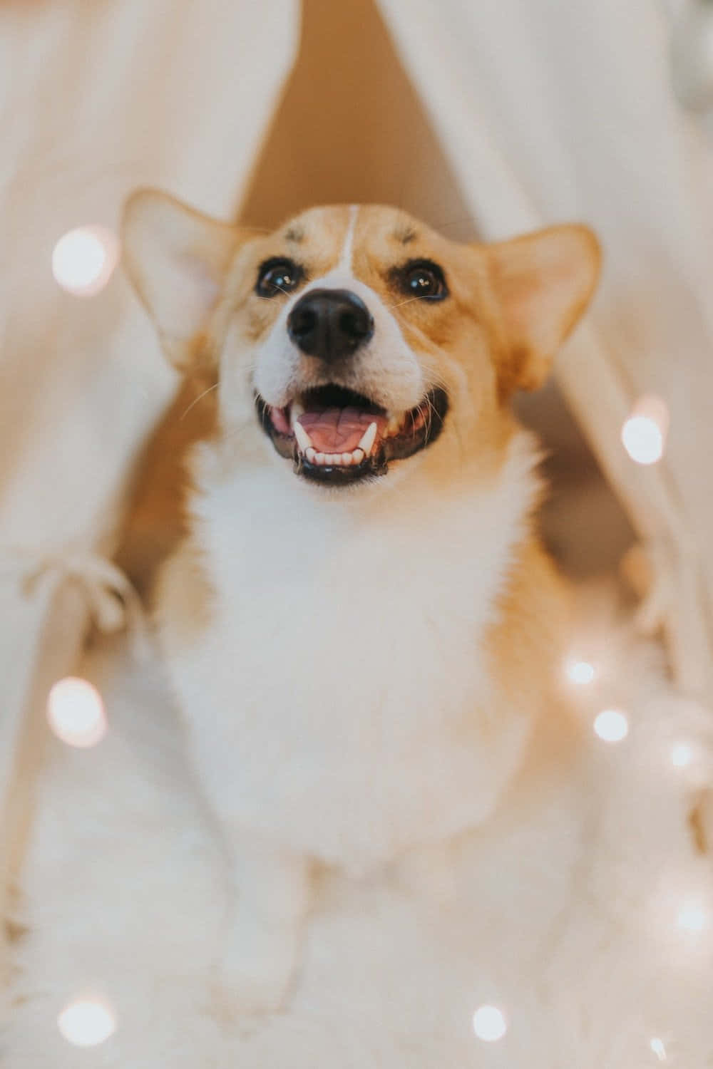 一隻快樂的哥基犬在白色帳篷內微笑，旁邊有仙女燈。