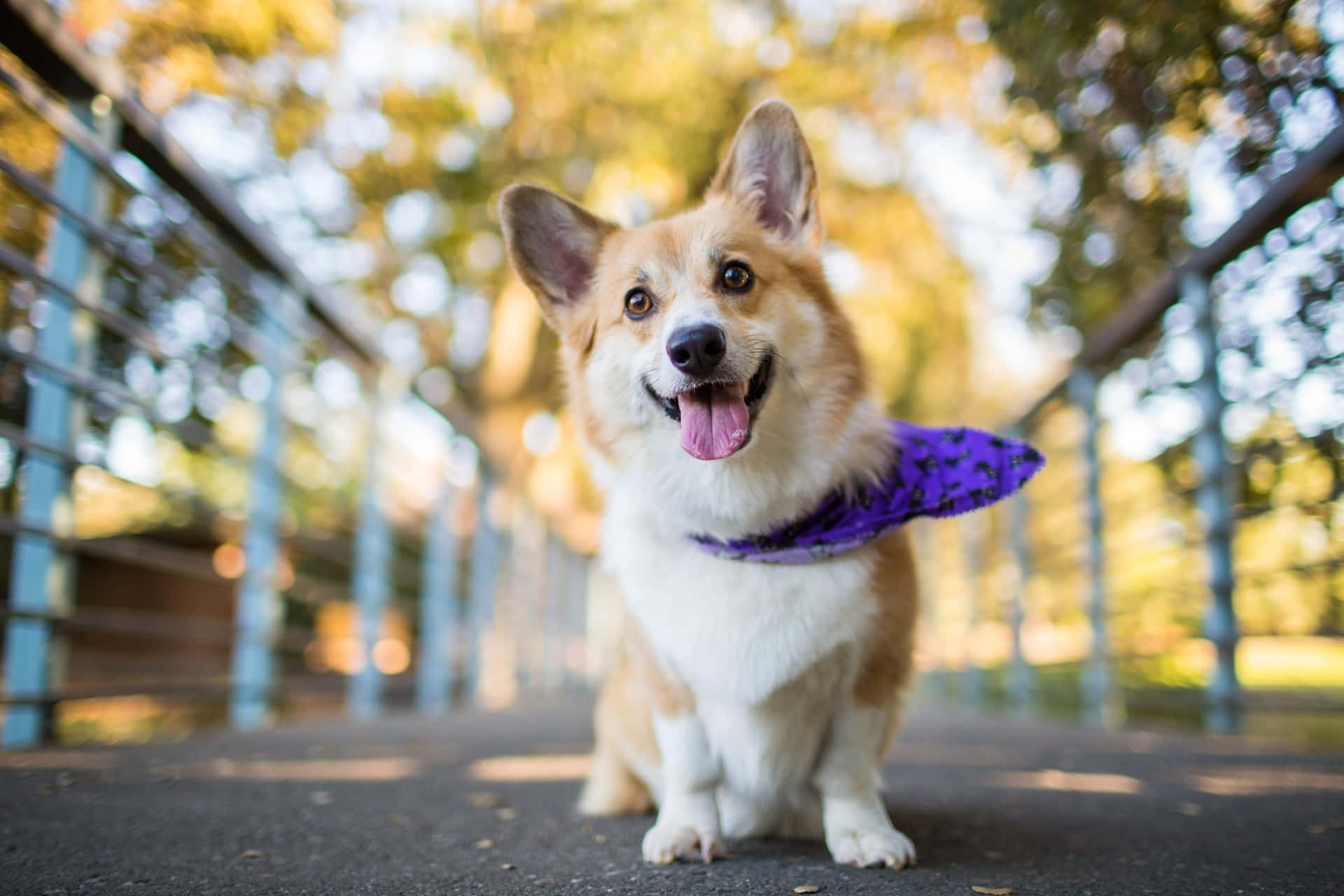 一隻快樂的哥基犬戴著紫色頭巾，坐在秋日公園的小路上。