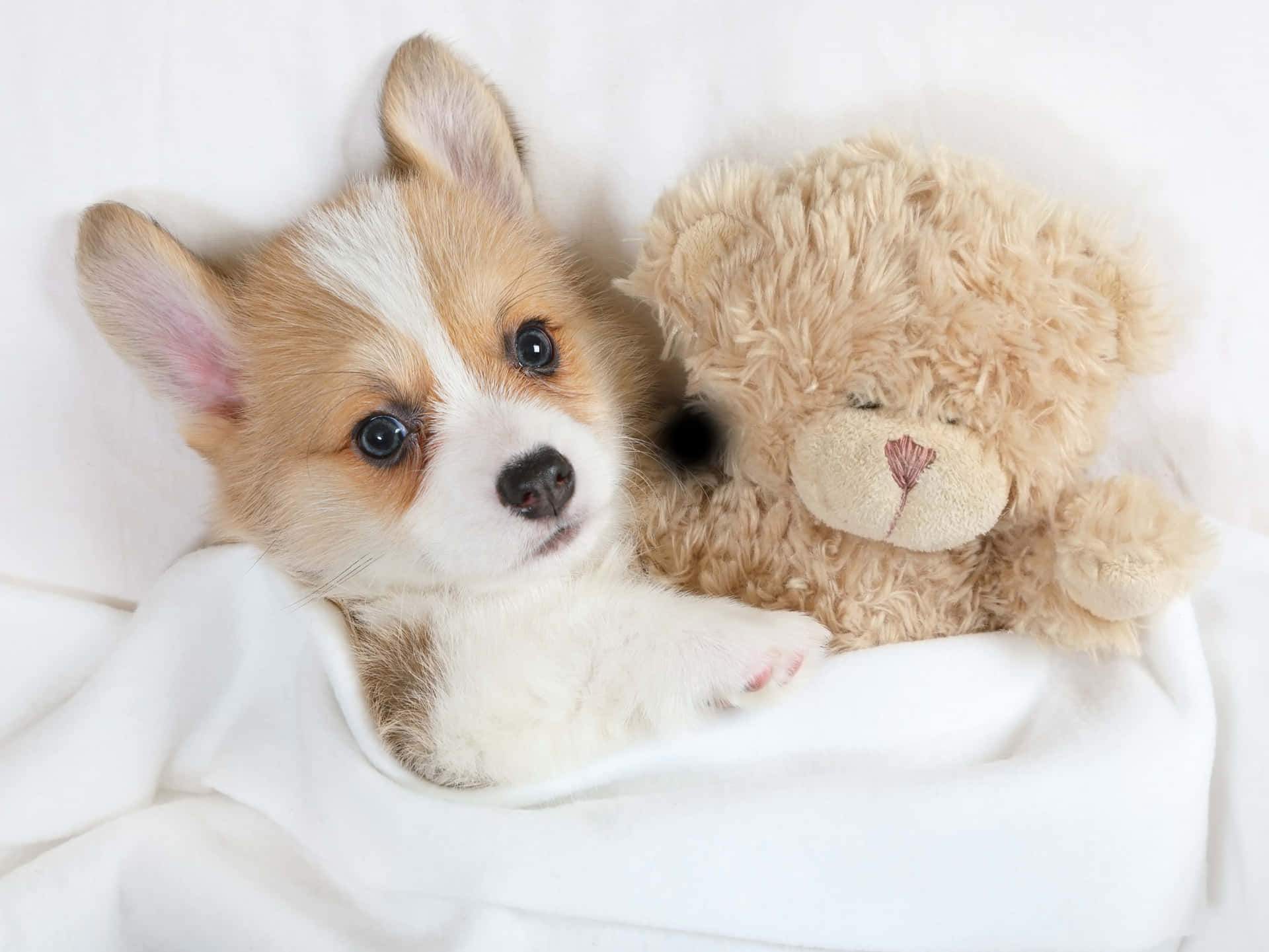 一隻柯基幼犬在白色毯子上擁抱泰迪熊。