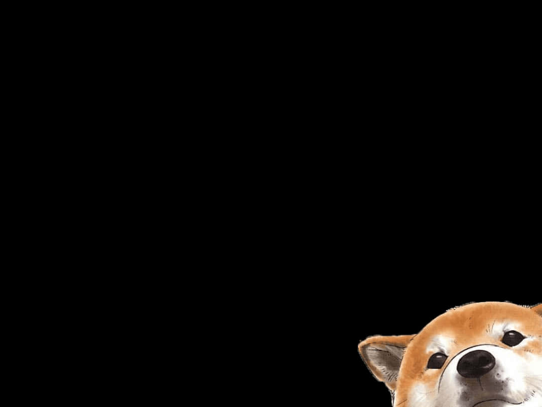 可愛柯基探頭望出 壁紙 — 一隻可愛的柴犬從右下角探出頭來，背景為純黑色。