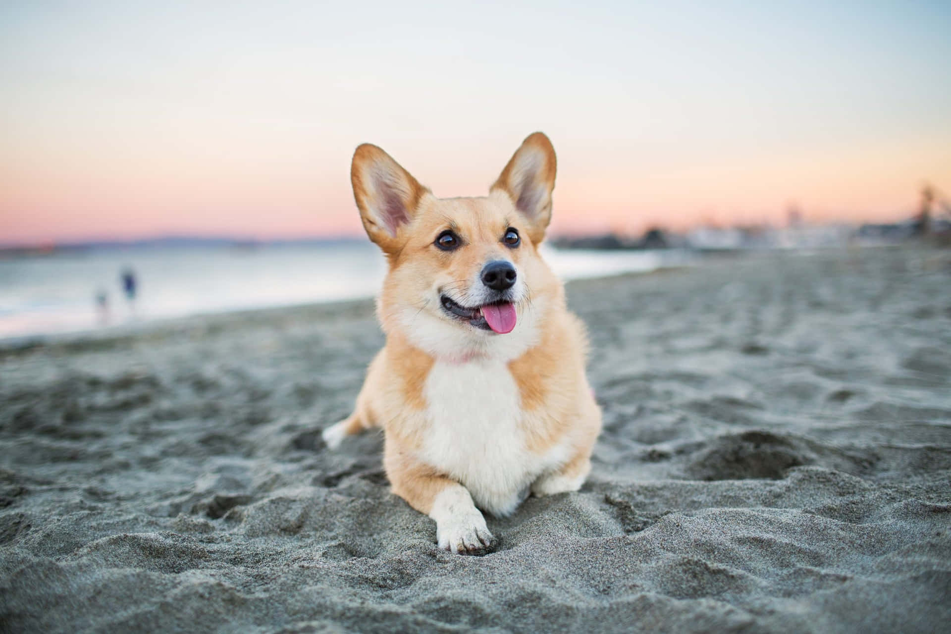 哥基犬在日落時伸出舌頭坐在沙灘上