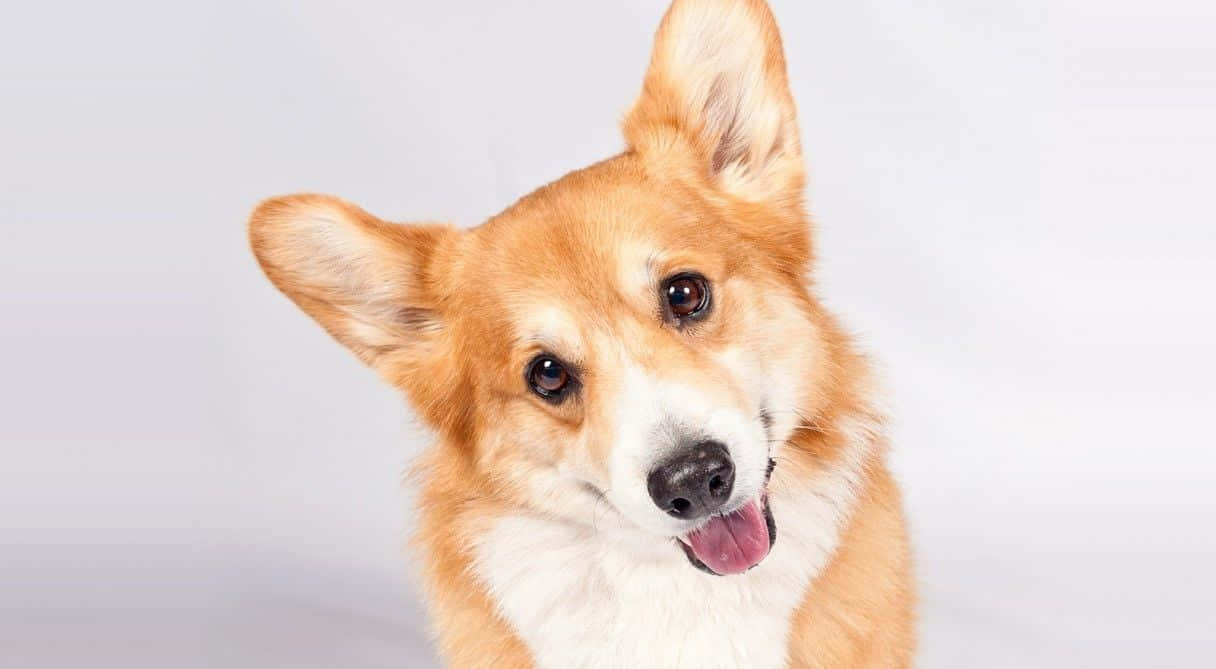 一隻開心的哥基犬伸出舌頭看著相機。