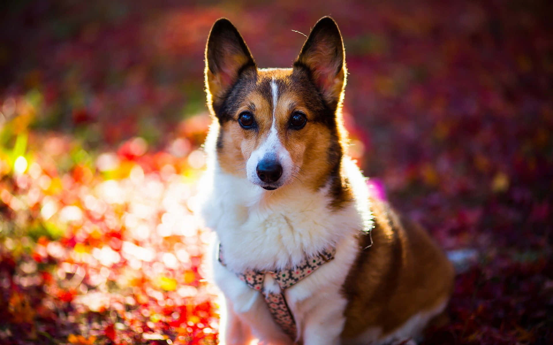 一隻哥基犬坐在陽光下色彩繽紛的秋葉田野中。
