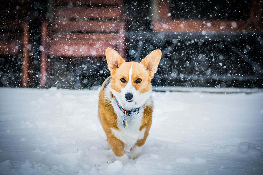 可愛柯基犬在雪地 壁紙 — 一隻快樂的哥基犬在飄雪中奔跑，眼睛明亮，耳朵豎起，背景是模糊的木質背景。