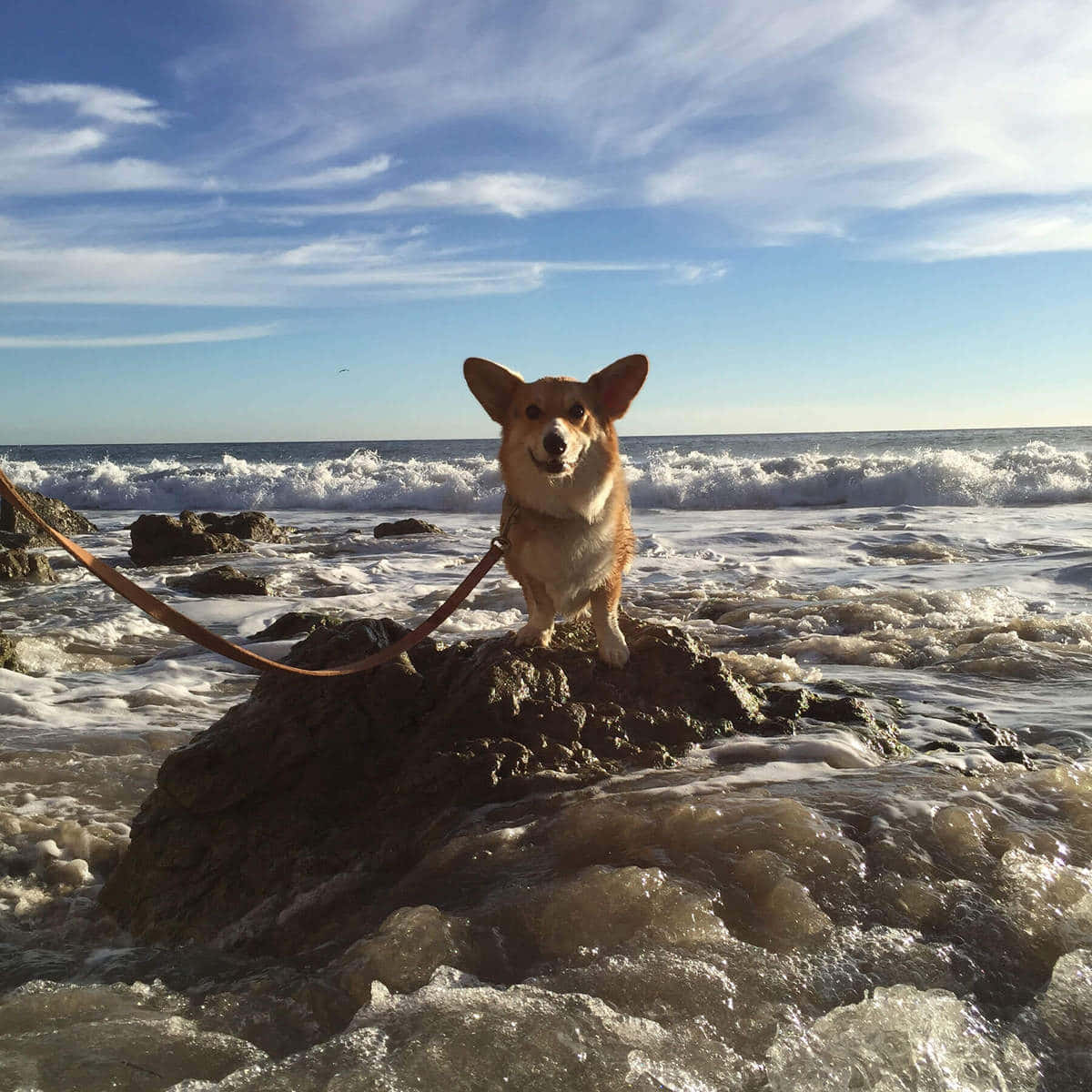 哥基犬在海灘岩石上，海浪拍打，藍天白雲。