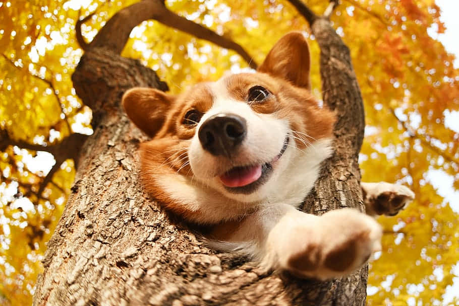 可愛柯基犬從樹幹探頭 壁紙 — 一隻快樂的哥基犬從被金色秋葉環繞的樹幹中頑皮地探出頭來。