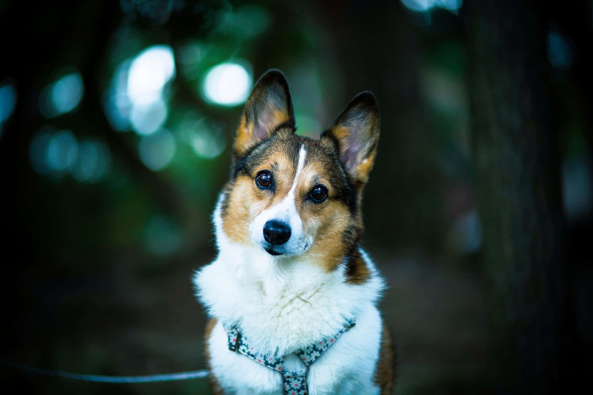 一隻穿著胸背帶的哥基犬在森林中看著鏡頭。
