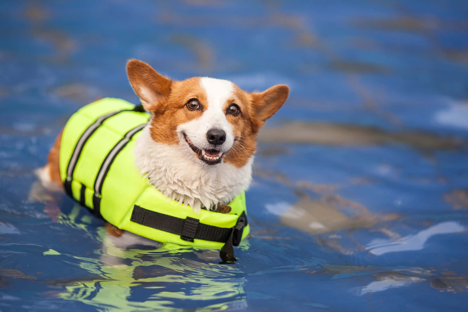 哥基犬穿著救生衣在藍色水中游泳