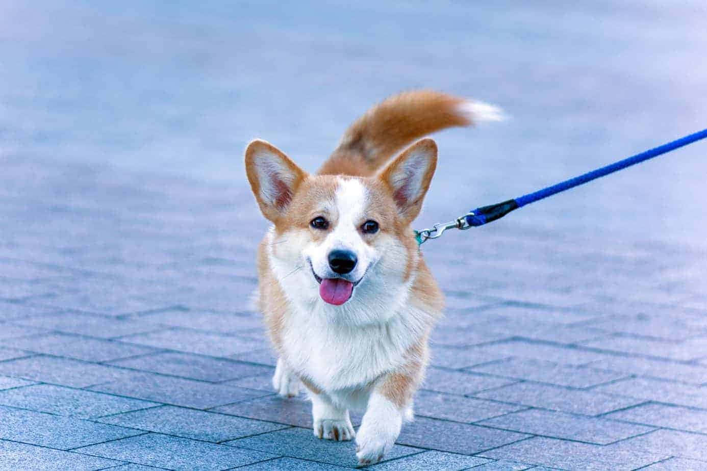 一隻微笑嘅哥基犬用藍色狗帶喺鋪砌嘅行人路上奔跑。