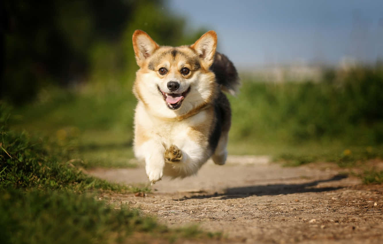可愛柯基犬騰空一躍 壁紙 — 一隻快樂的哥基犬在陽光明媚的泥路上跳躍，背景有綠草和模糊的樹木。