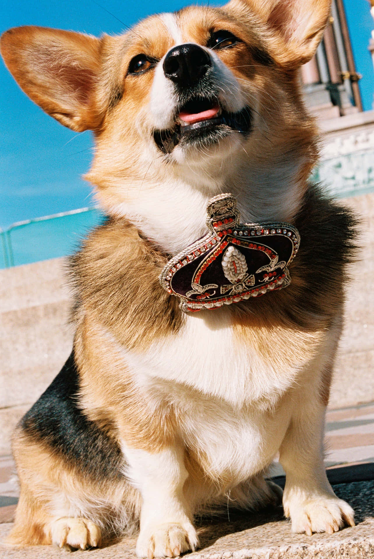 哥基犬戴著鑲有寶石的王冠項圈，坐在戶外的石階上。