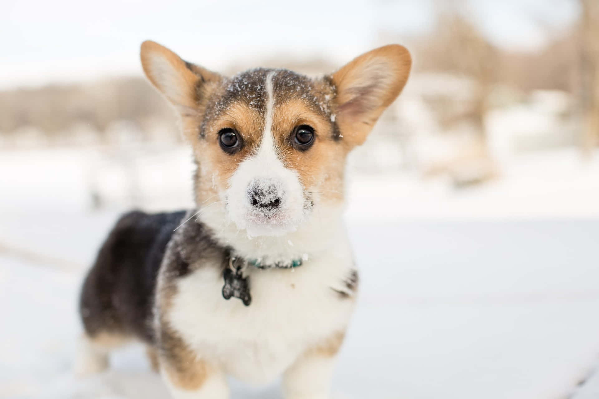 一隻被雪覆蓋的哥基幼犬在雪地上看著鏡頭。