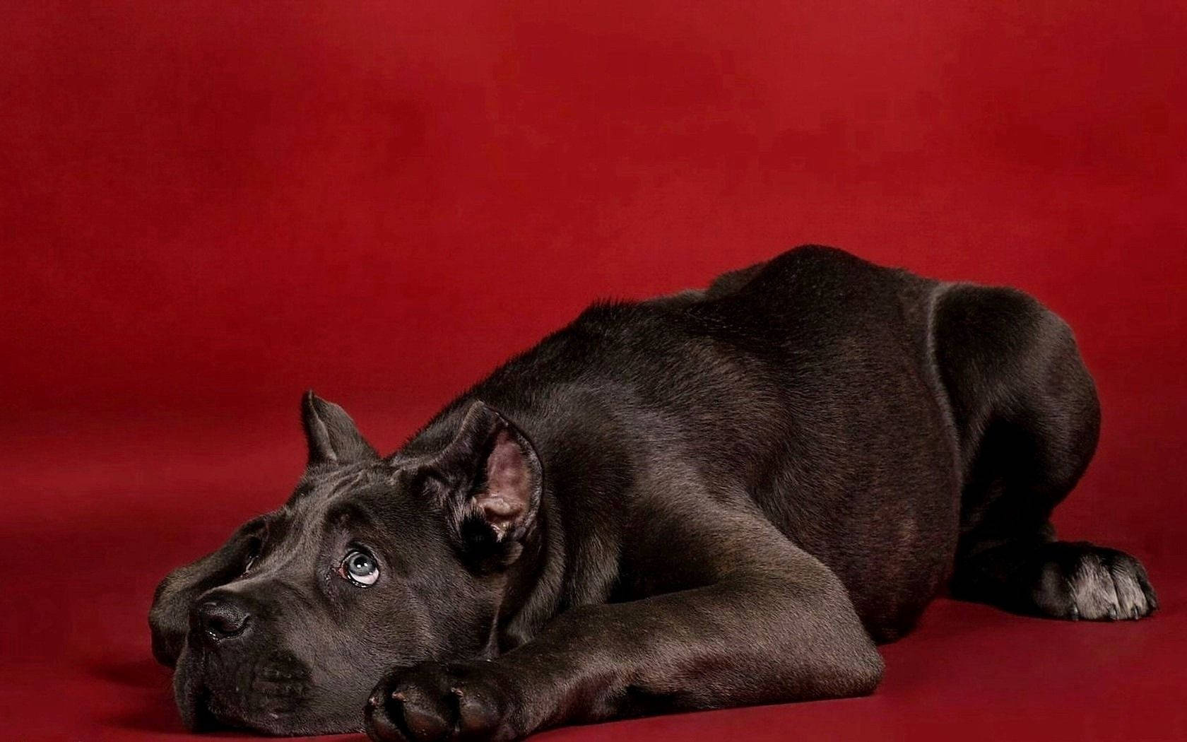 黑色卡斯羅幼犬在紅色背景上休息，藍色眼睛向上看