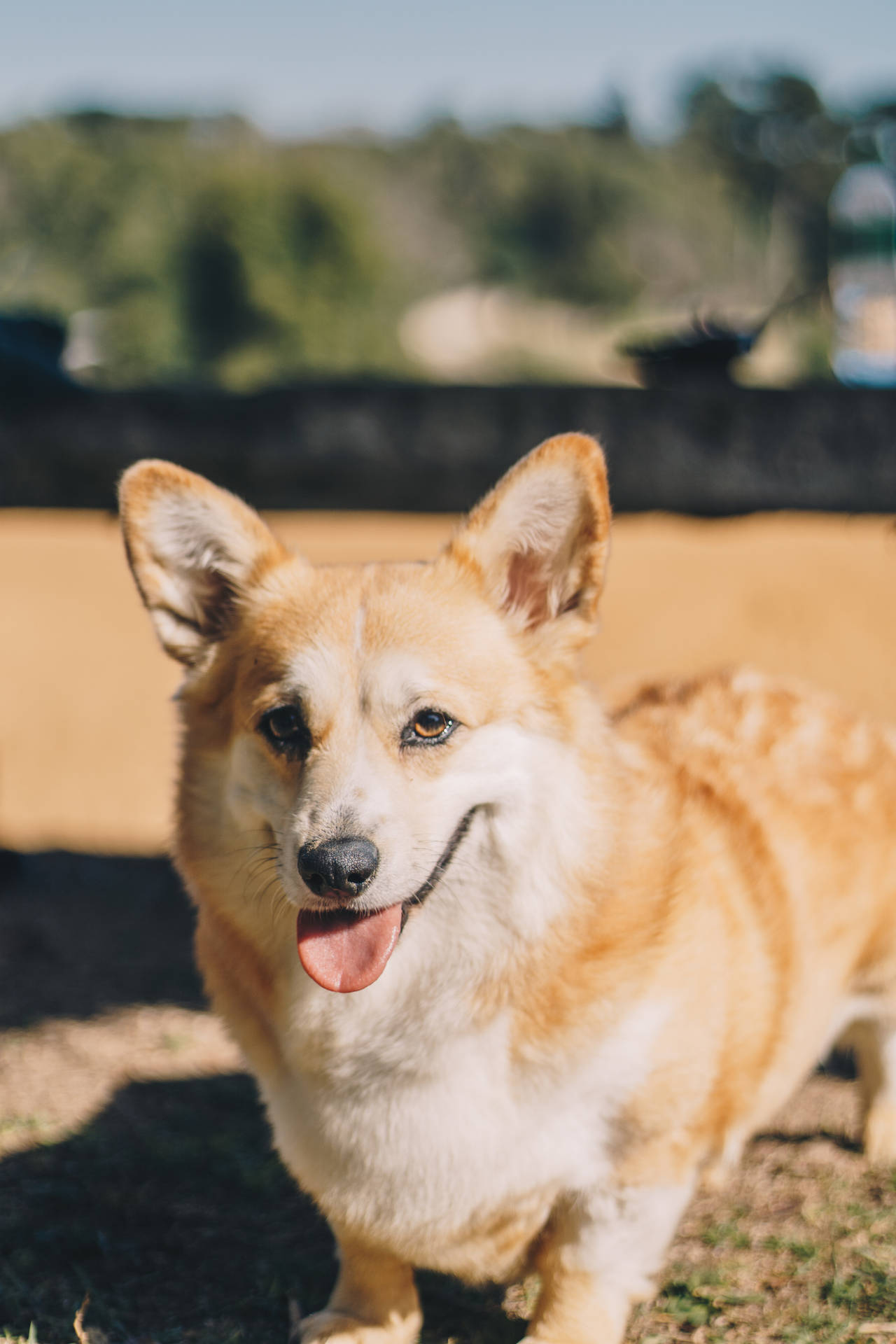 一隻開朗的哥基犬，垂耳微笑，在戶外陽光下。