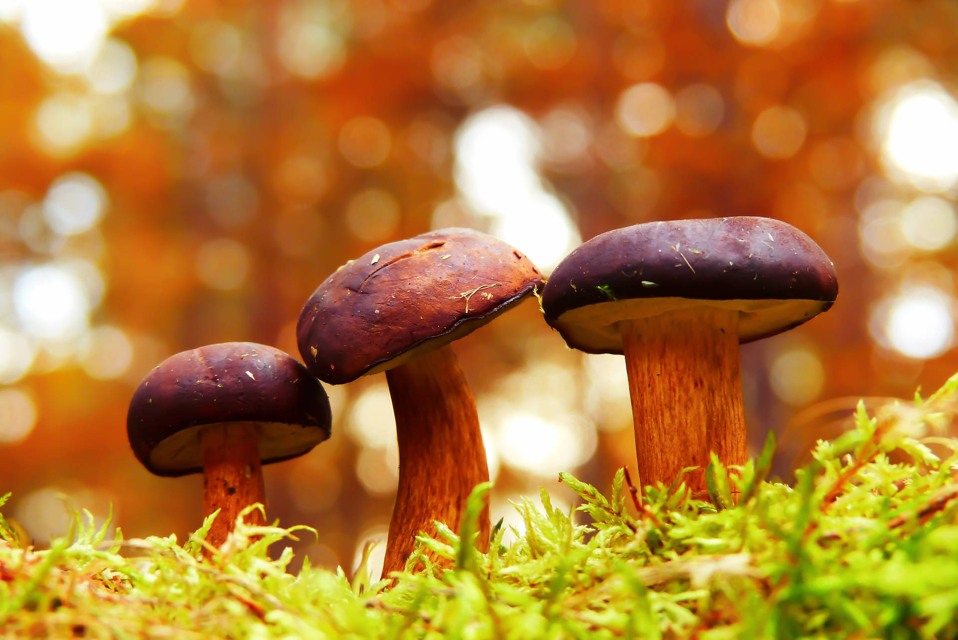 三朵蘑菇在苔蘚中生長，背景是秋葉