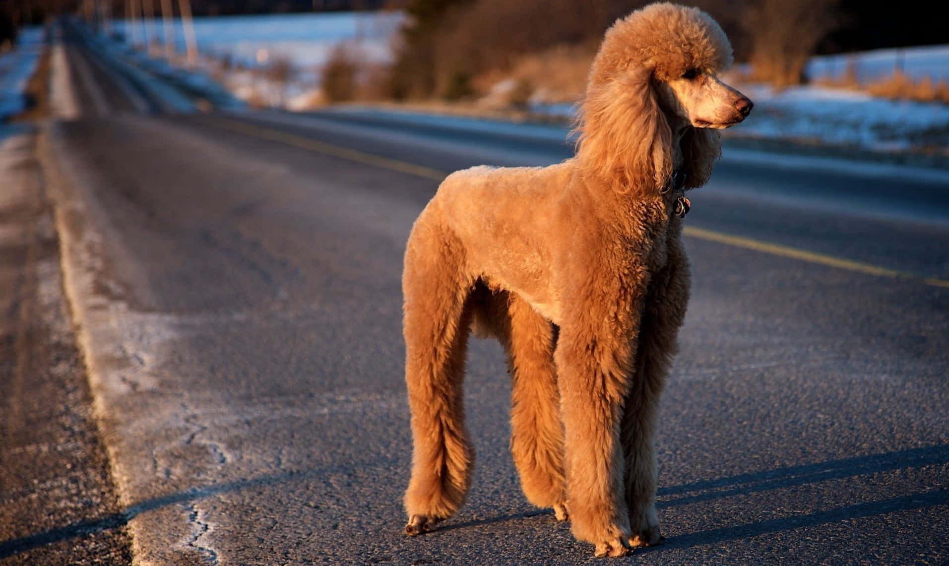 金色貴賓犬站在積雪的路邊，黃金時刻