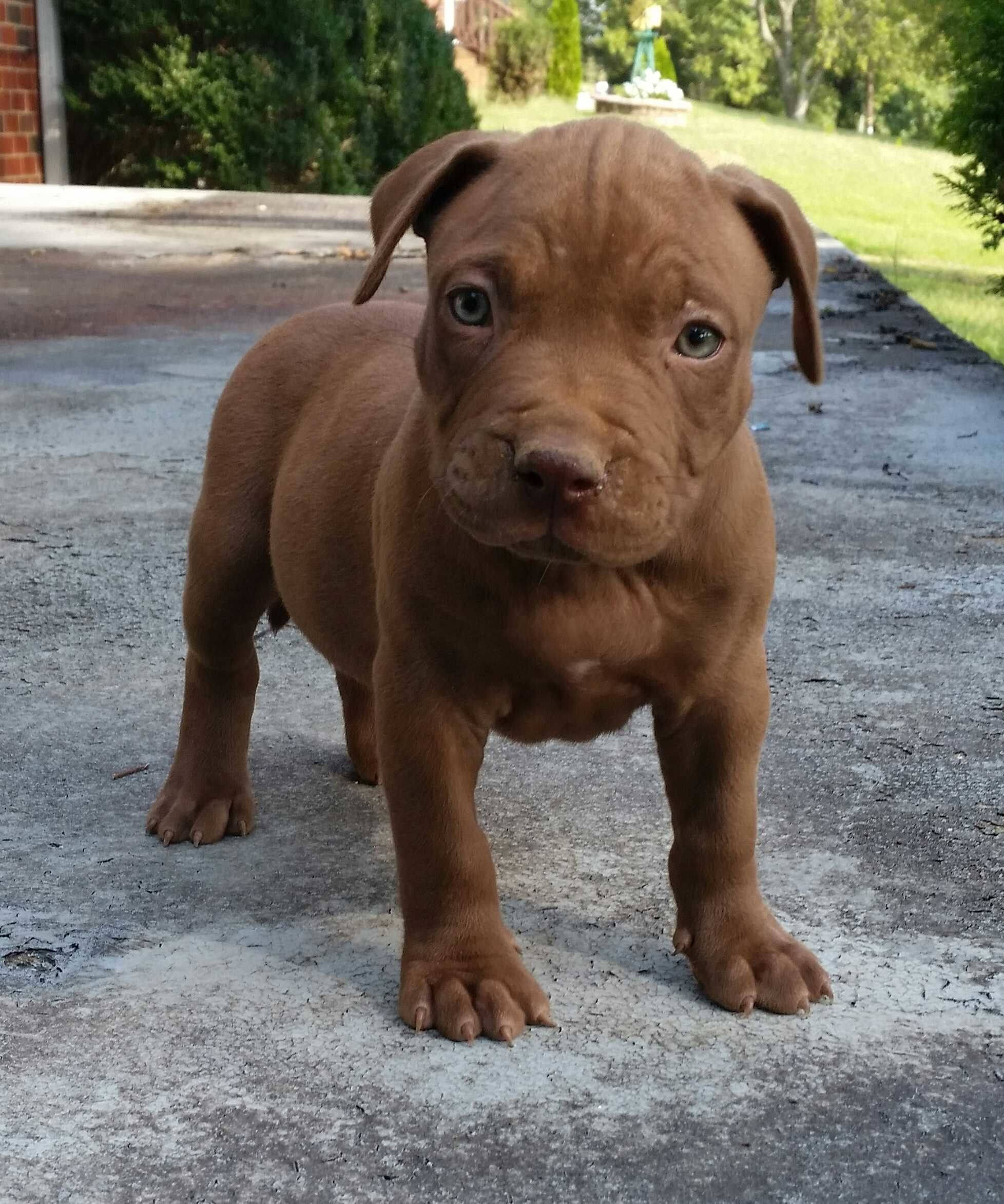 可愛棕色鬥牛犬幼犬 壁紙 — 一隻朱古力色的小狗，有著大大的藍眼睛，站在陽光普照的後院混凝土小徑上。