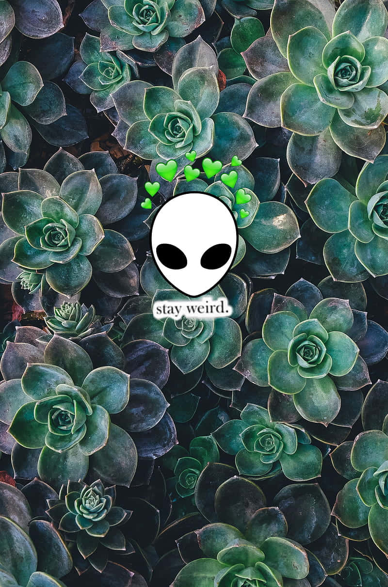 多肉植物上方帶有綠色心形的外星人頭部，文字 stay weird