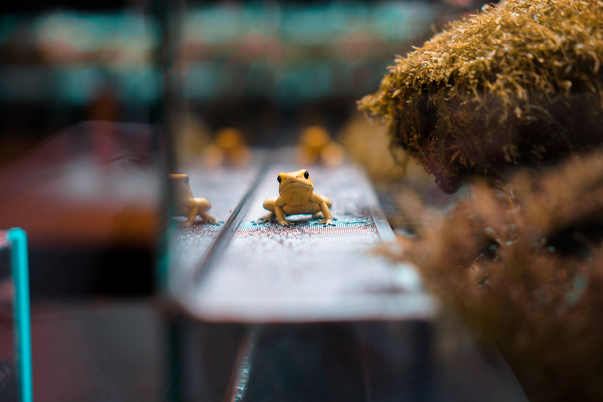 水族箱中苔蘚旁潮濕木頭上的金色青蛙