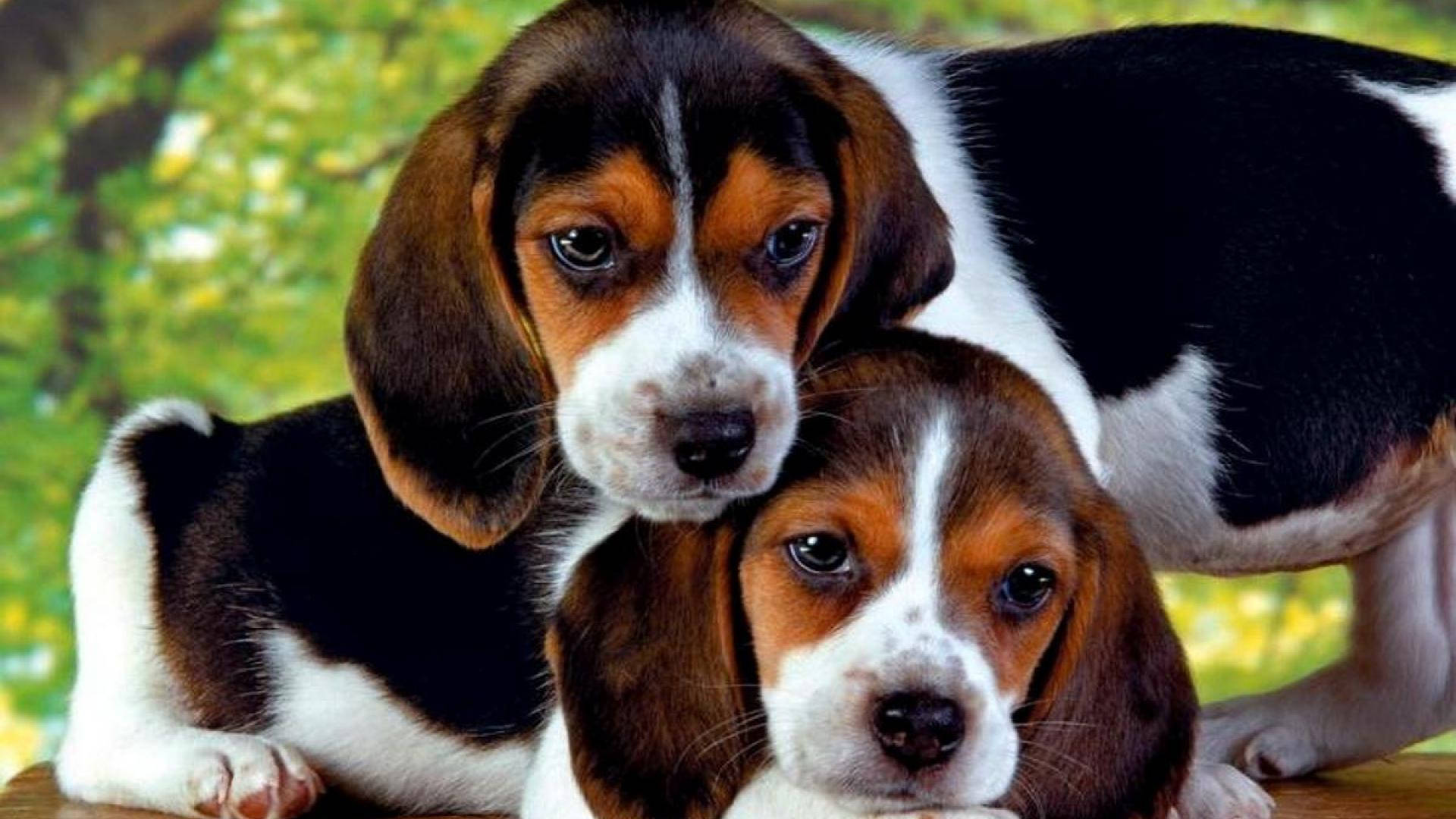 可愛比格幼犬 壁紙 — 兩隻可愛的比格犬幼犬，擁有棕色、黑色和白色的毛髮，好奇地凝視著相機，背景是柔和的綠色模糊背景。