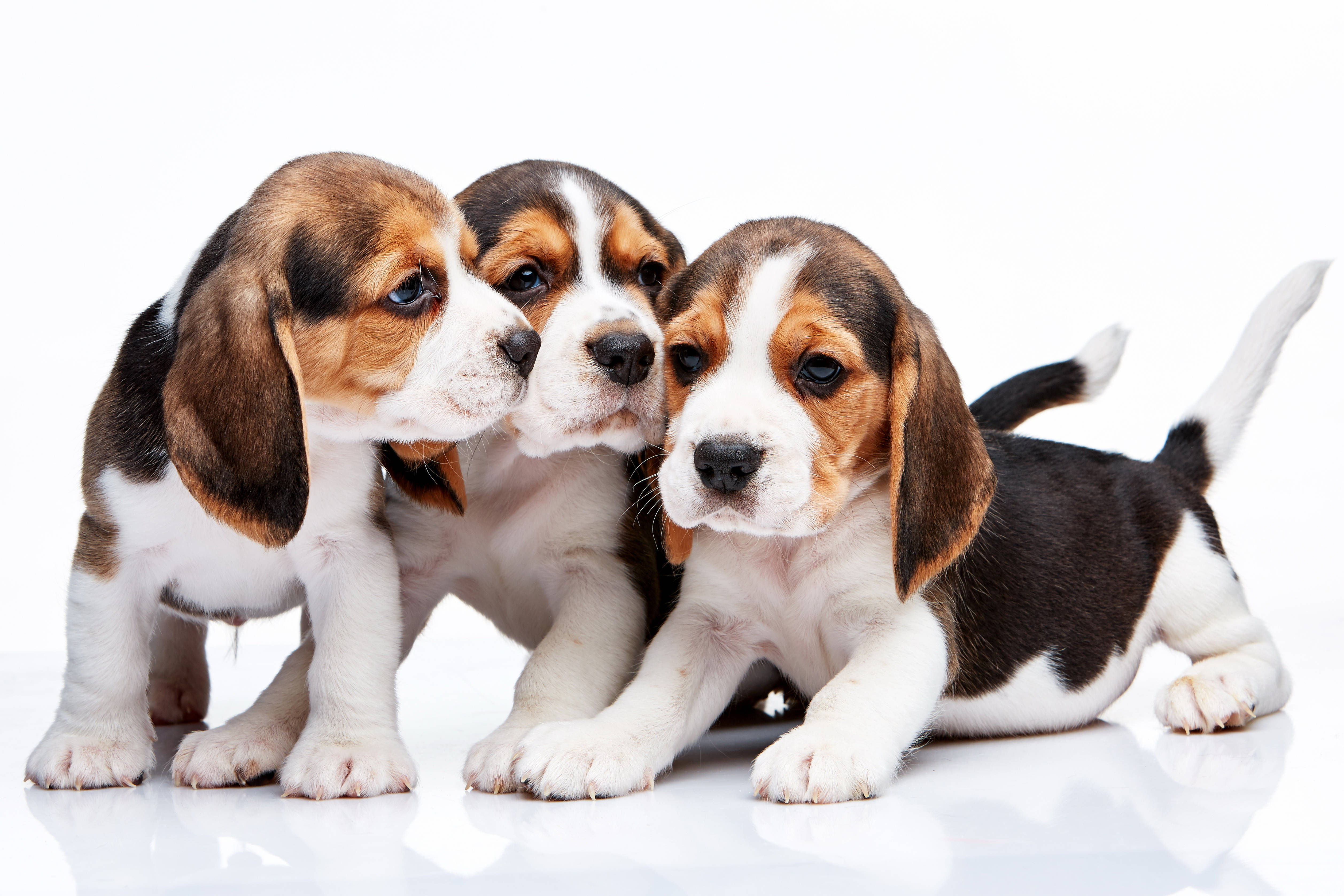 可愛比格犬幼犬群 壁紙 — 三隻可愛的比格犬幼犬，有著垂耳和三色毛皮，一起在明亮的白色反光表面上擺姿勢。