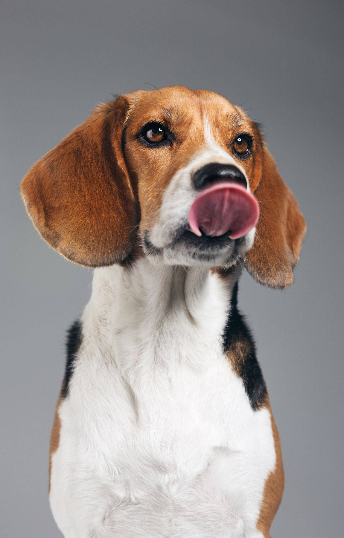 比格犬用大棕色眼睛舔鼻子的特寫。
