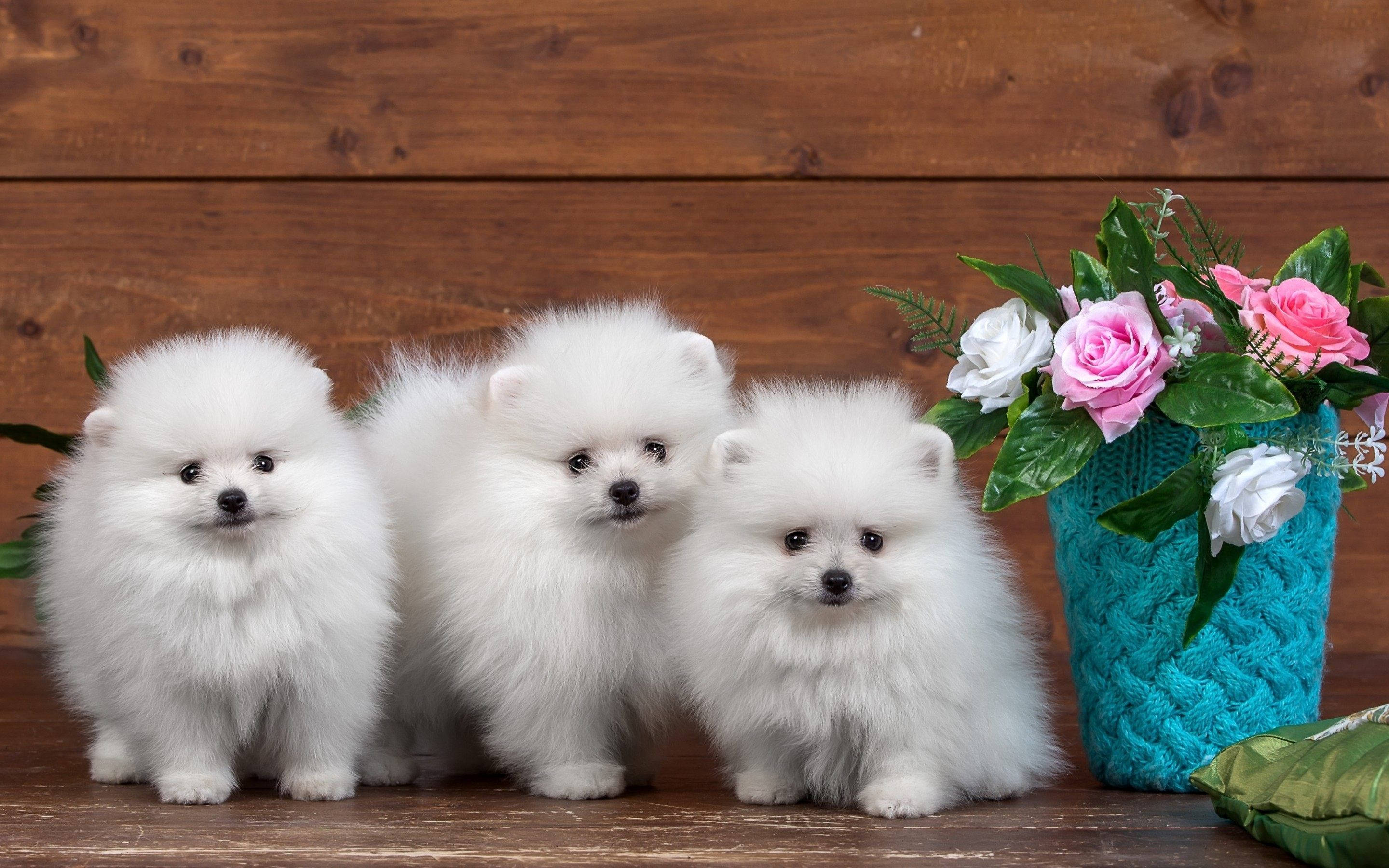 可愛毛茸茸的雪橇犬 壁紙 — 三隻毛茸茸的白色博美犬幼犬一起坐在木質表面上，旁邊是一個藍綠色花瓶，裡面插著粉紅色和白色的玫瑰。