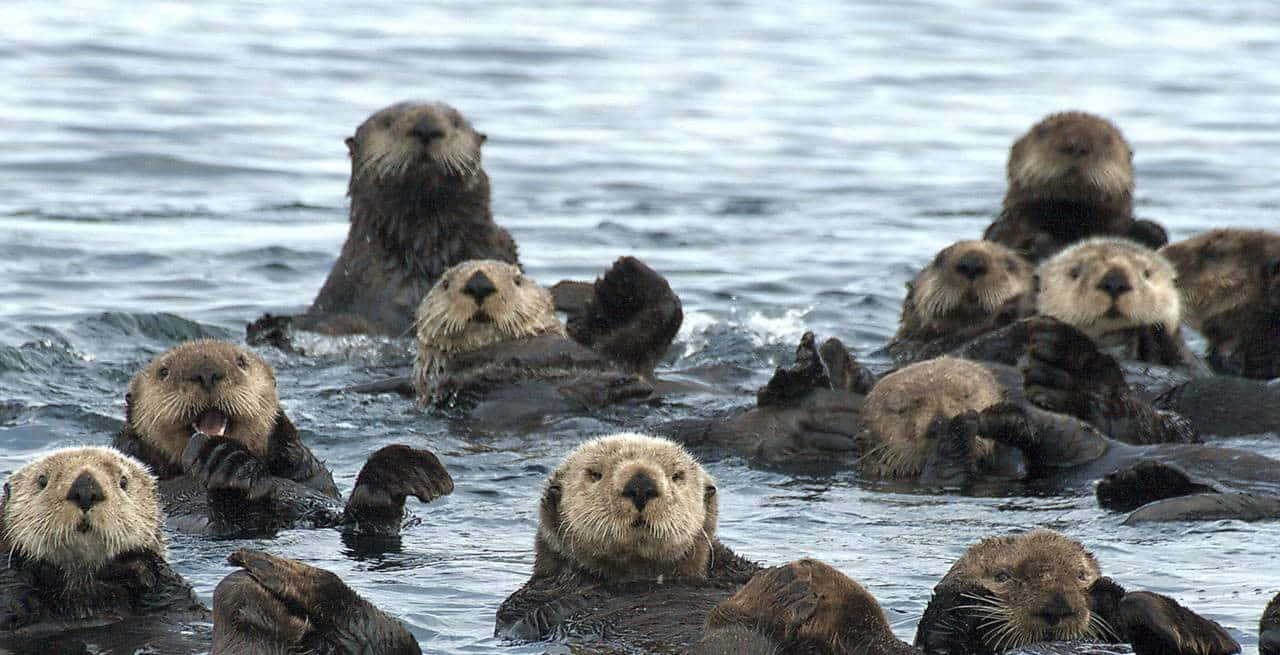 海獺在海水中漂浮玩耍