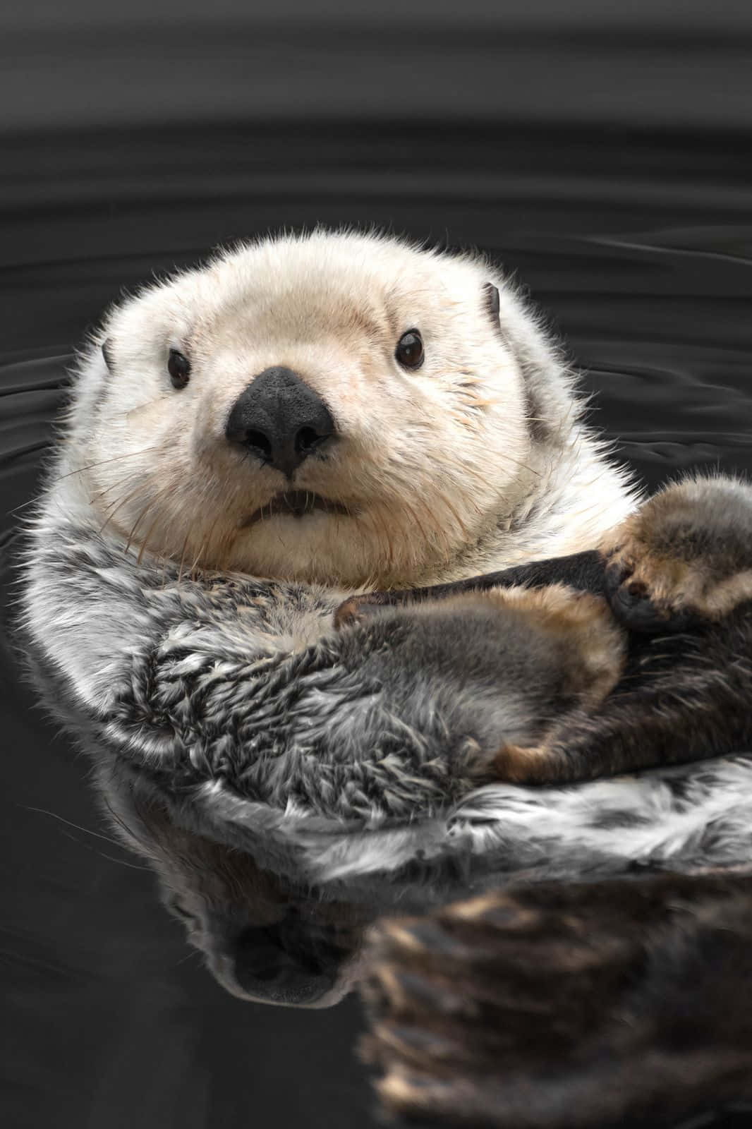 可愛水獺頭部特寫圖 壁紙 — 海獺喺黑暗水面上平靜咁背浮，下面有清晰倒影嘅特寫。
