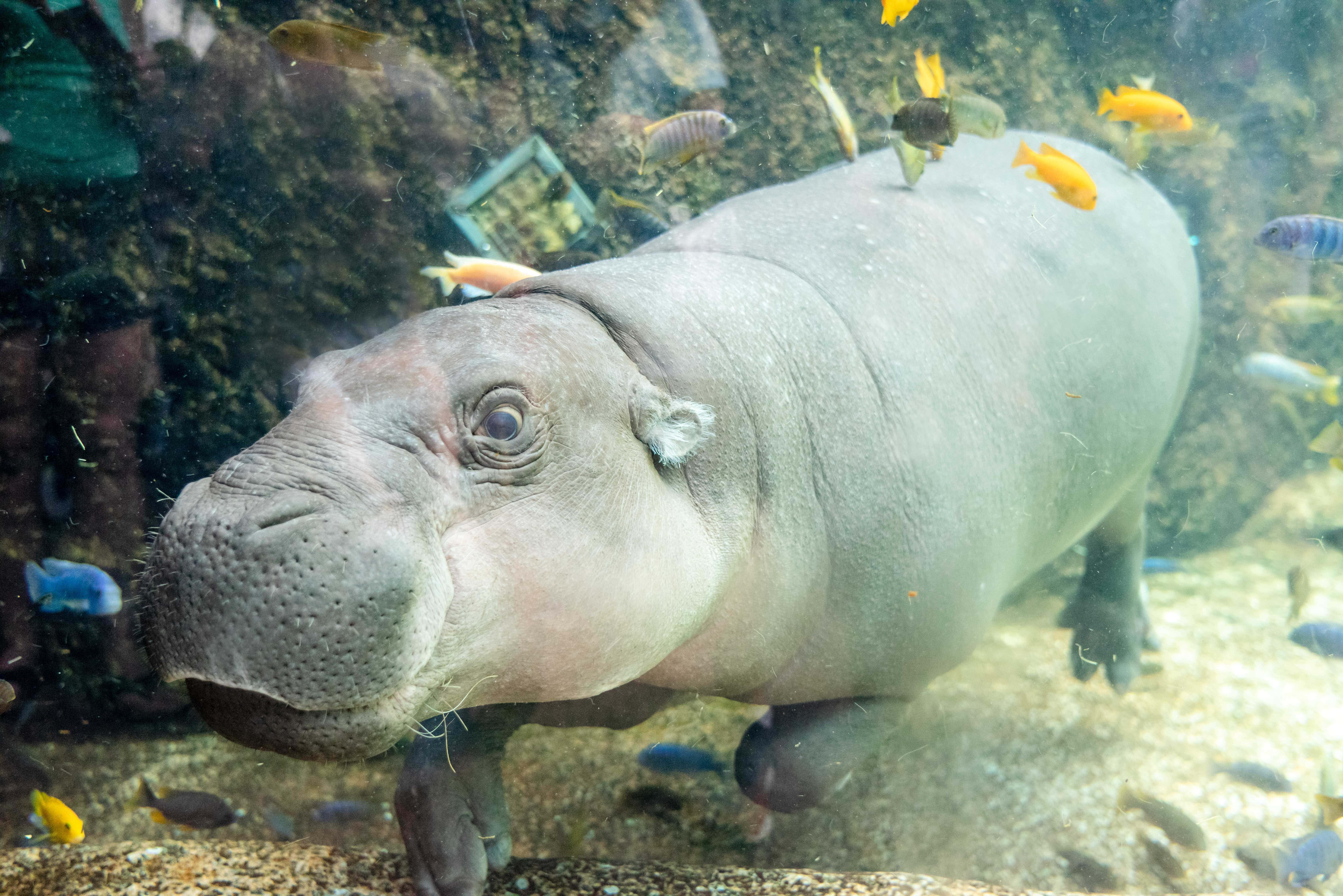 可愛河馬與魚兒共遊 壁紙 — 河馬喺清澈嘅水族箱入面游水，被色彩繽紛嘅熱帶魚包圍嘅特寫。
